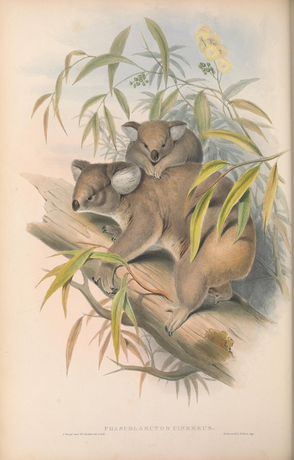 john gould mammals of australia koalas