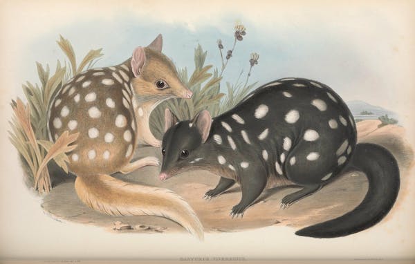 john gould mammals of australia eastern quoll