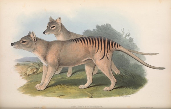 john gould mammals of australia thylacine