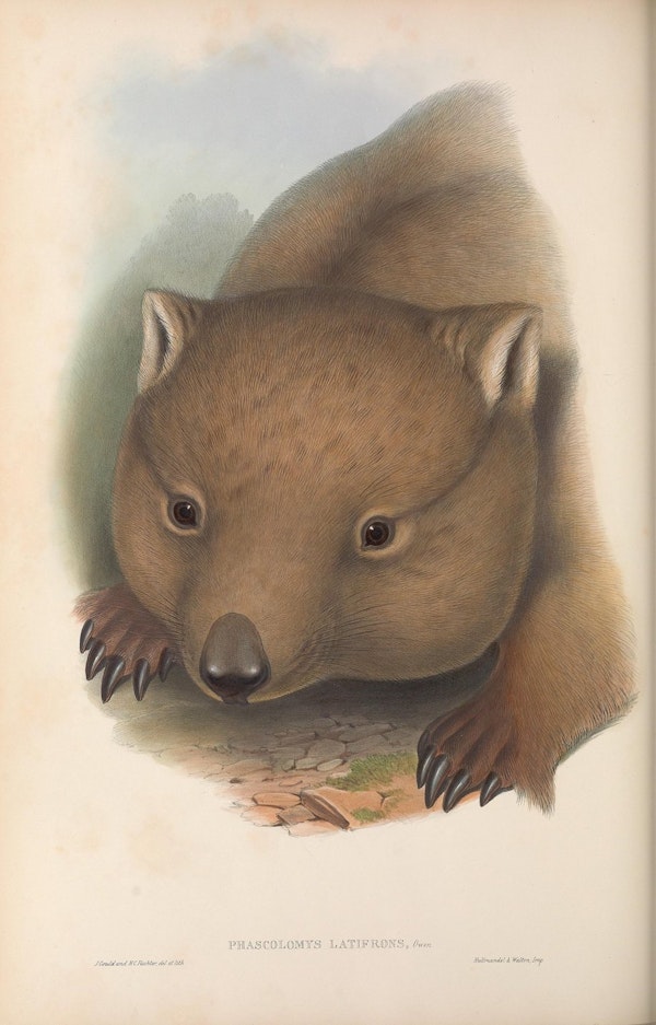 john gould mammals of australia southern hairy nosed wombat