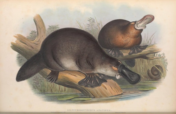 john gould mammals of australia platypus