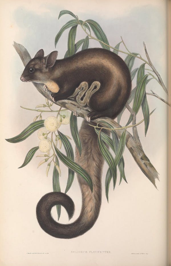 john gould mammals of australia yellow bellied glider