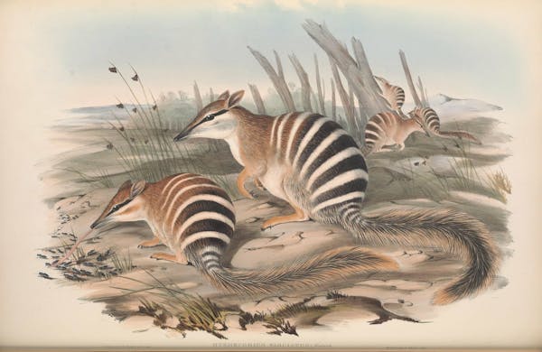 john gould mammals of australia numbat