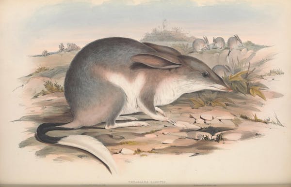 john gould mammals of australia macrotis