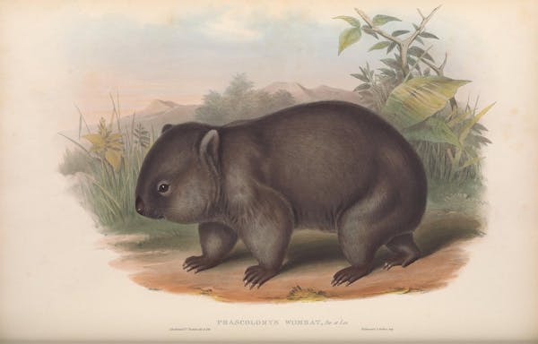 john gould mammals of australia common wombat