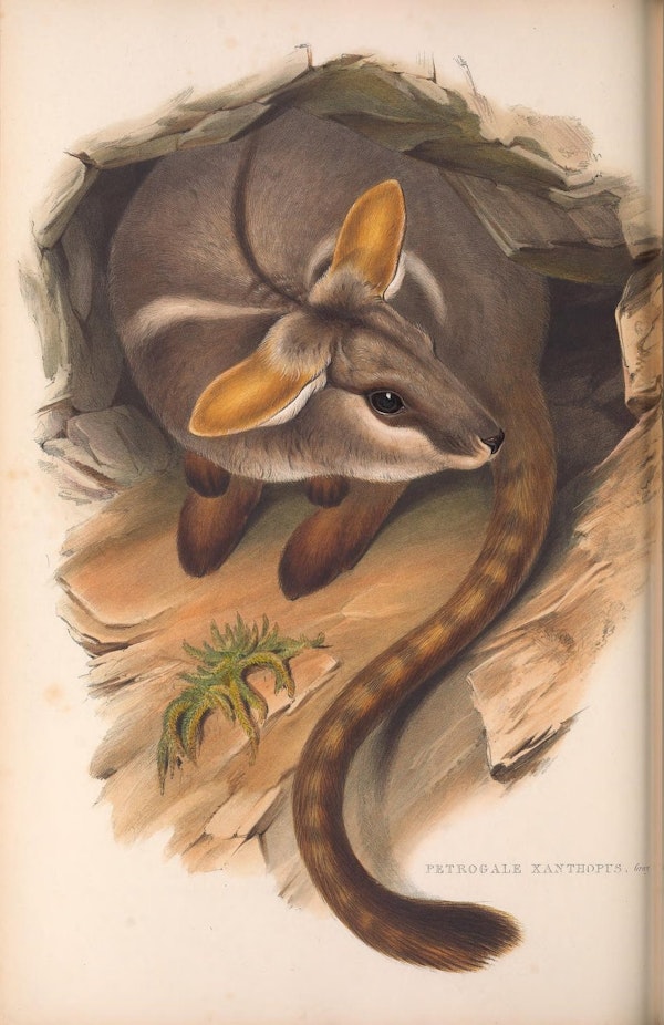 john gould mammals of australia yellow footed rock wallaby