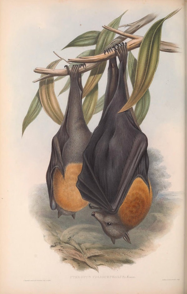 john gould mammals of australia fruit bat