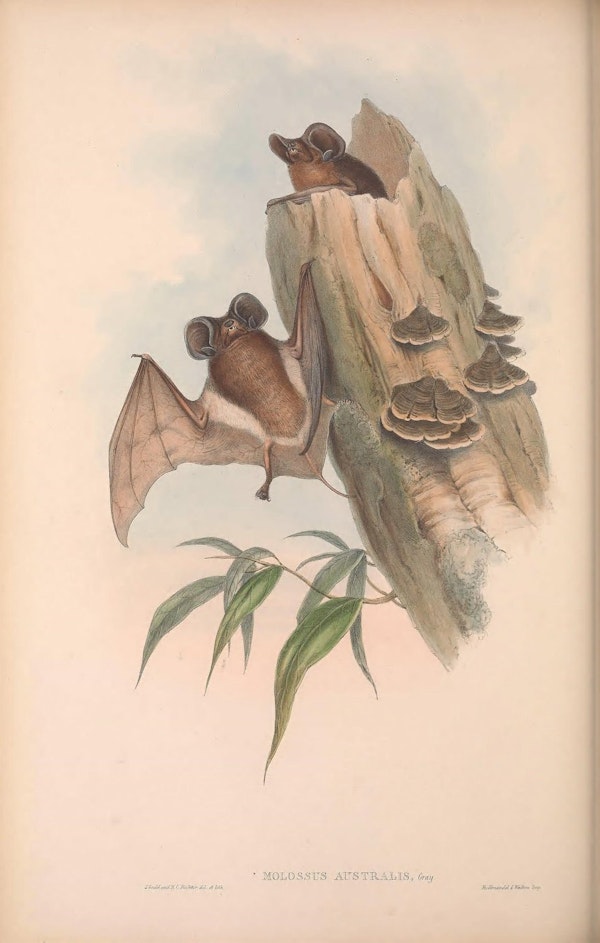 john gould mammals of australia white striped free tailed bat
