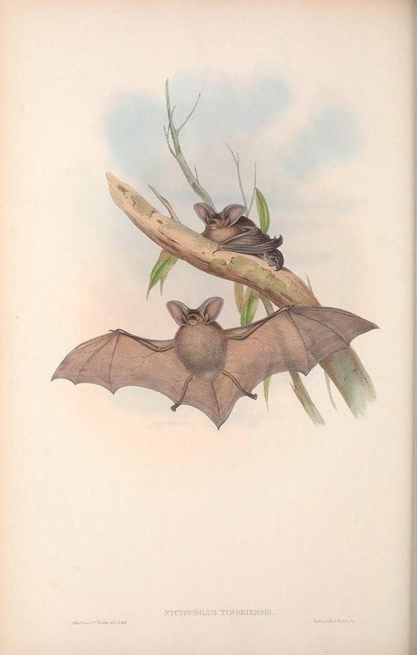 john gould mammals of australia long eared bat