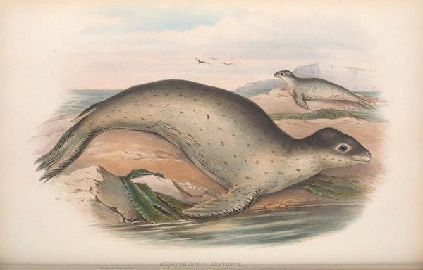 john gould mammals of australia sea leopard seal