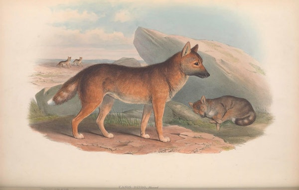 john gould mammals of australia dingo