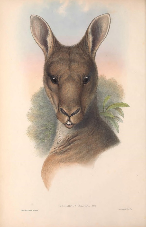 john gould mammals of australia grey kangaroo