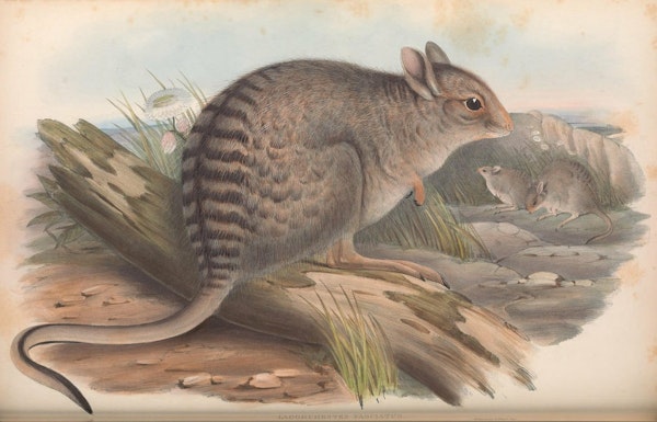 john gould mammals of australia banded hare wallaby