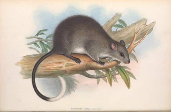 john gould mammals of australia black footed tree rat