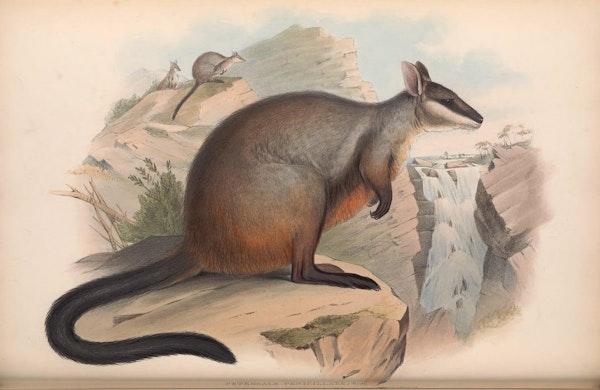 john gould mammals of australia brush tailed rock wallaby