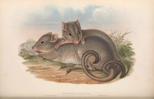 john gould mammals of australia mainland boodie