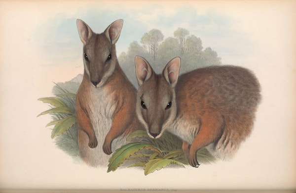 john gould mammals of australia tammar wallaby