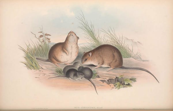 john gould mammals of australia fawn footed mosaic rat