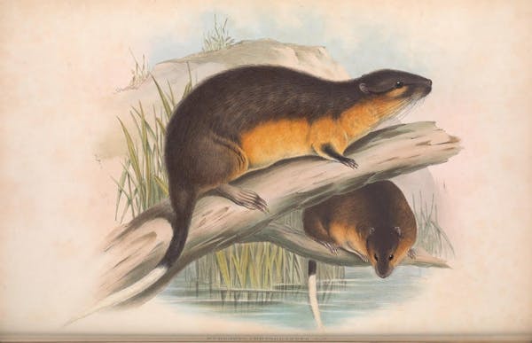 john gould mammals of australia water rat