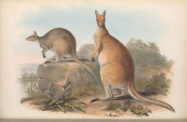 john gould mammals of australia antilopine kangaroo