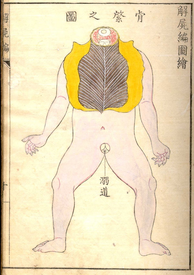 Kaishi Hen, an 18th Century Japanese anatomical atlas