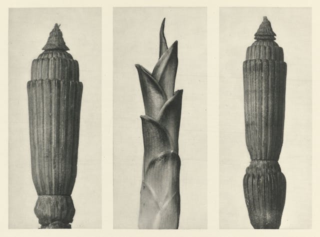 Karl Blossfeldt’s *Urformen der Kunst* (1928)