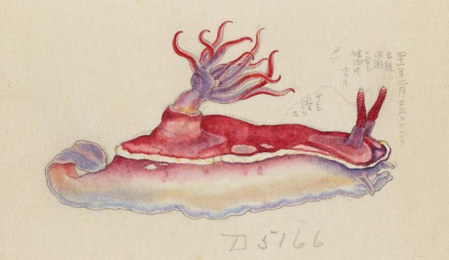 Kumataro Ito’s Illustrations of Nudibranchs from the USS Albatross’ Philippine Expedition (ca. 1908)