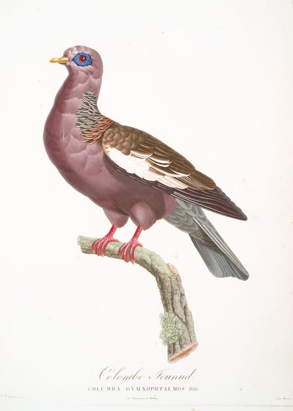 Illustration of pigeon