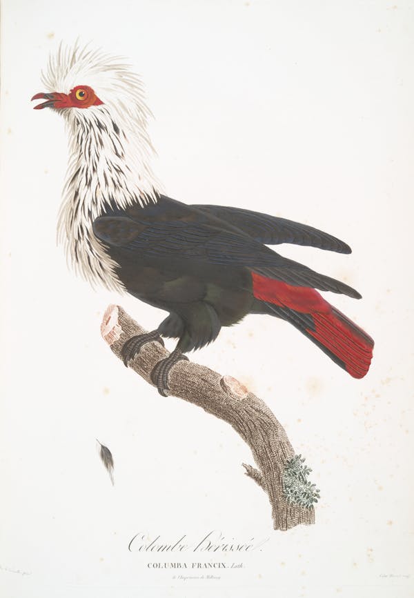 Illustration of pigeon