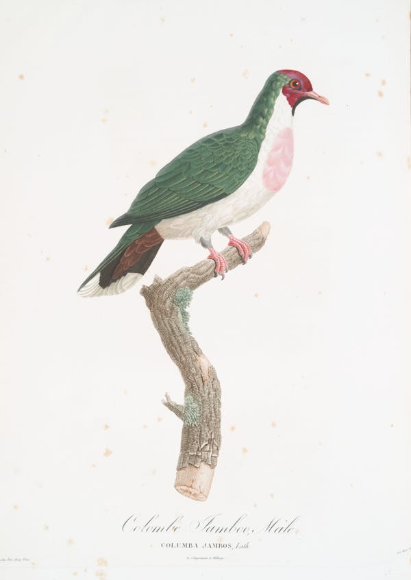 Illustration of pigeon