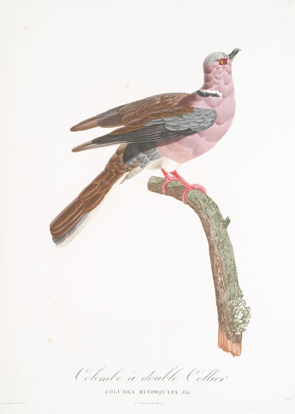 Illustration of pigeon