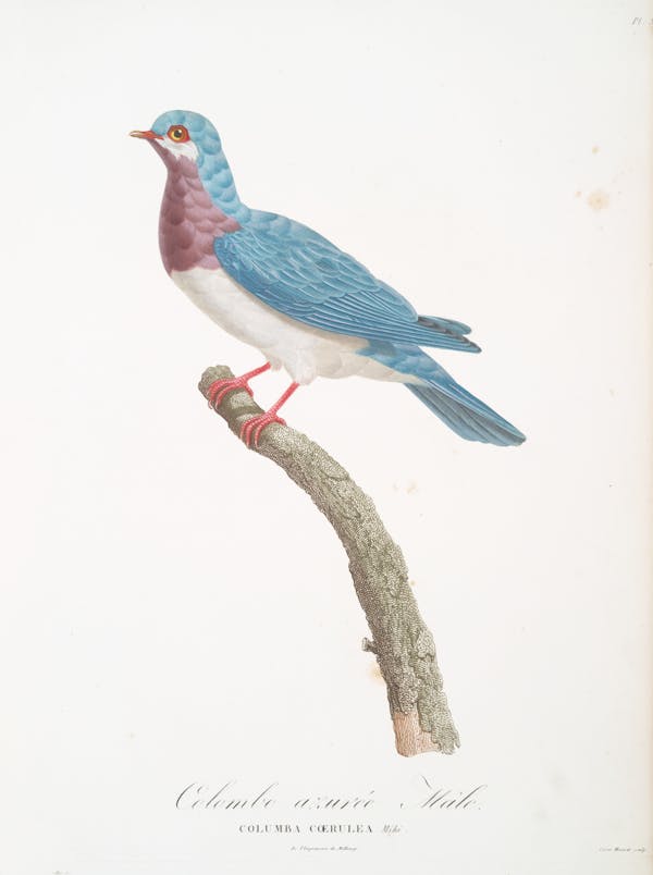 Illustration of pigeon