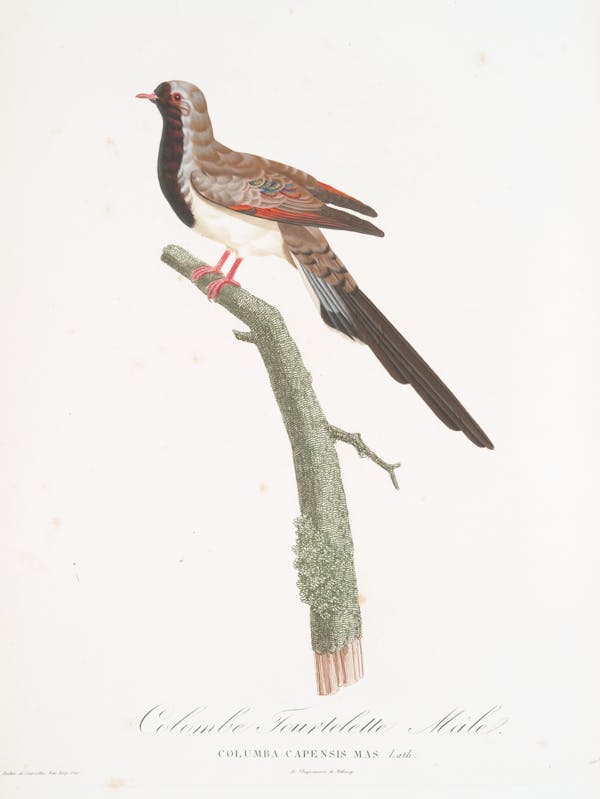 Illustration of pigeon