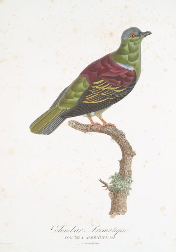 Illustration of pigeon