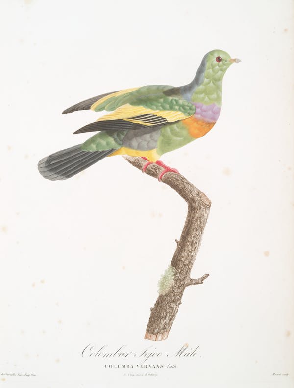 Illustration of pigeon