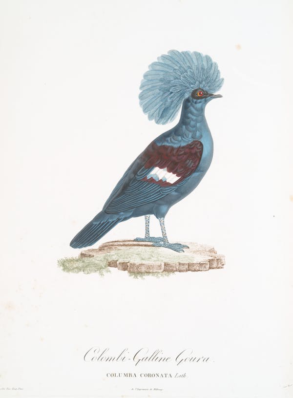 Illustration of pigeon