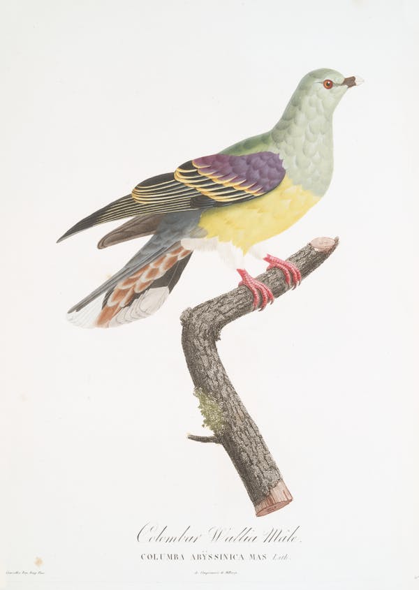 Illustration of pigeon