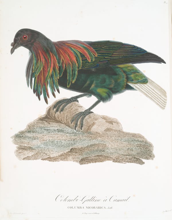 Illustration of pigeon