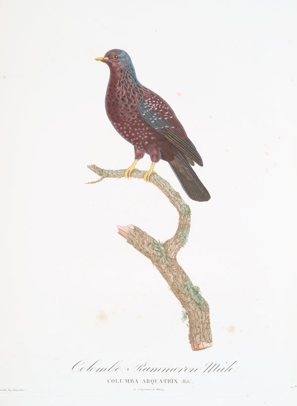 Illustration of pigeon