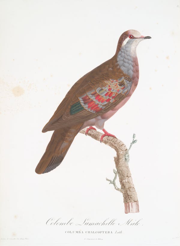 Illustration of pigeon