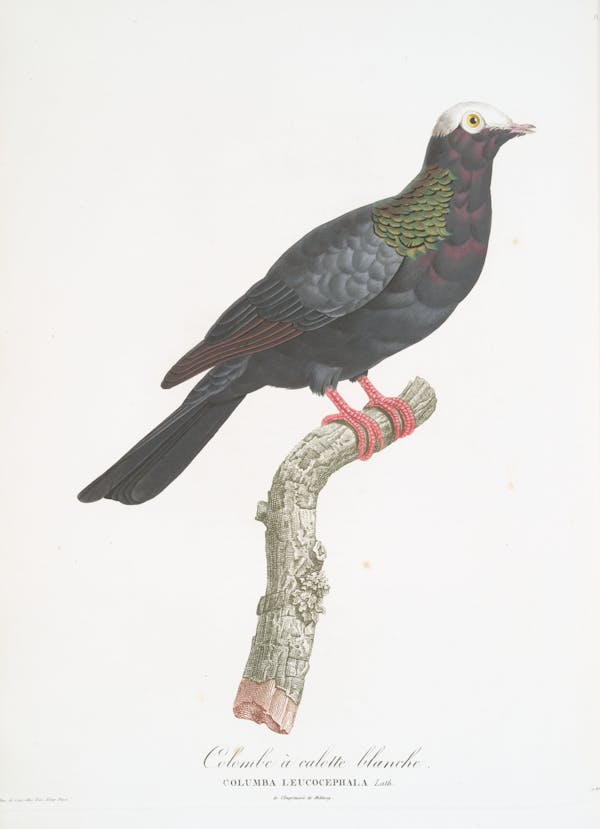 Illustration of pigeon