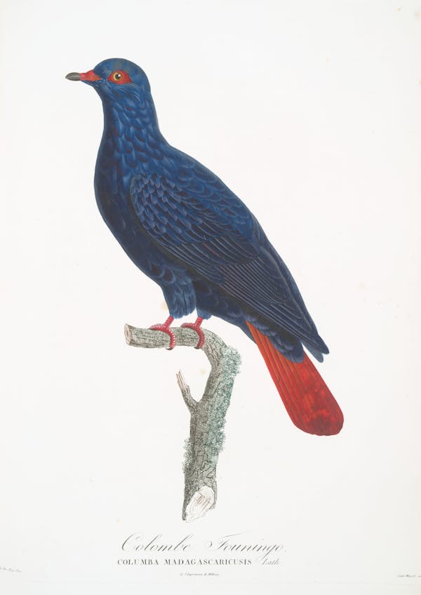 Illustration of pigeon