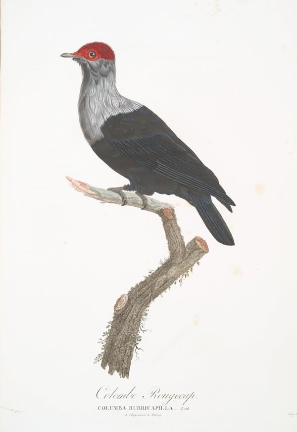 Illustration of pigeon