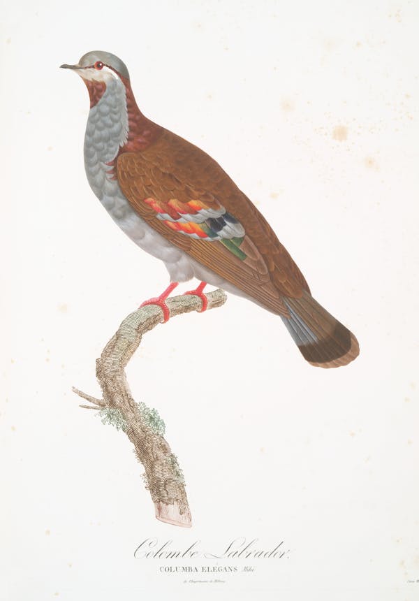 Illustration of pigeon