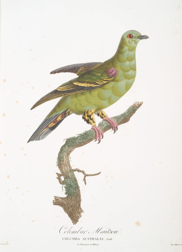 Illustration of pigeon