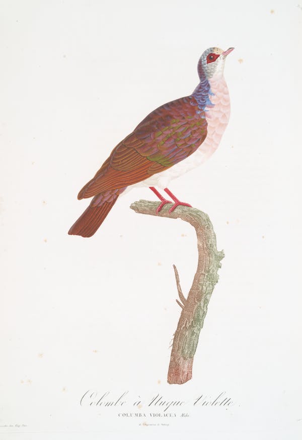 Illustration of pigeon