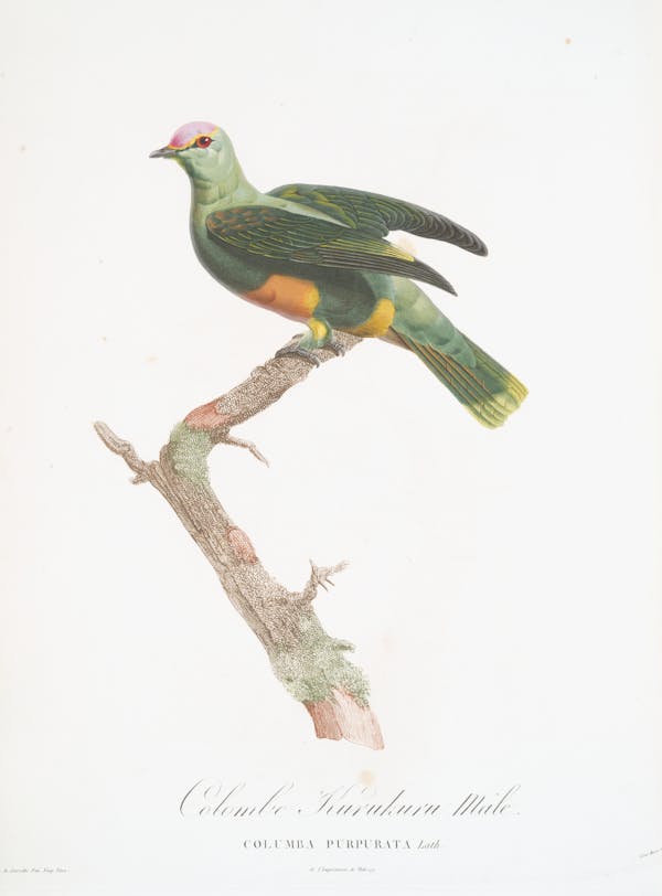 Illustration of pigeon