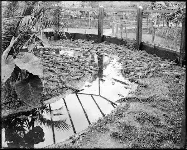 Photograph of LA alligator farm