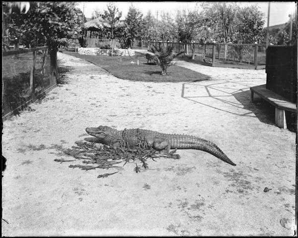 Photograph of LA alligator farm