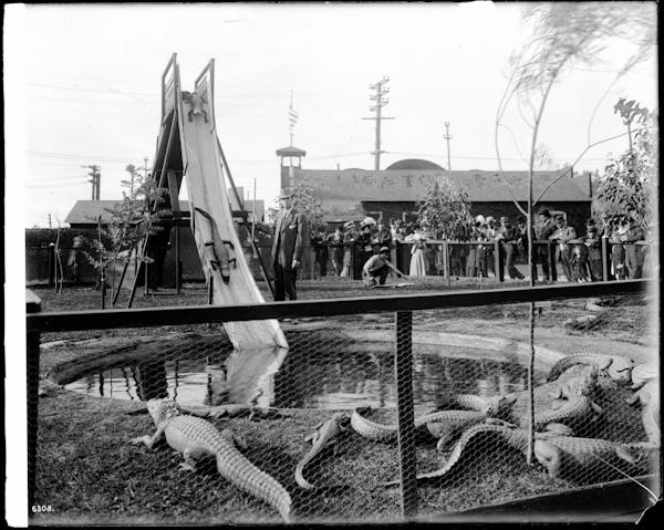 Photograph of LA alligator farm